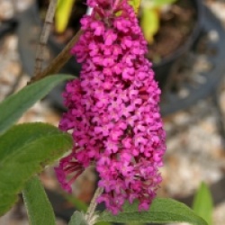 Buddleja davidii 'Summer Beauty' - Buddleia Summer Beauty