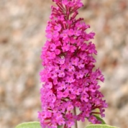 Buddleja davidii 'Summer Beauty'