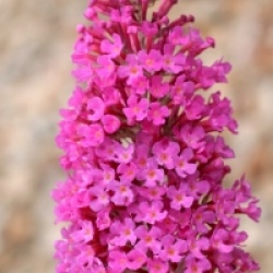 Buddleja davidii 'Summer Beauty'