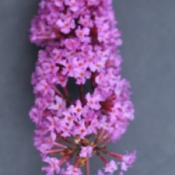 Buddleja davidii 'Summer Beauty'