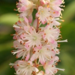 Cl�thre Fern Valley Pink