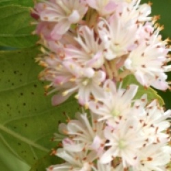 Clethra alnifolia 'Fern Valley Pink'