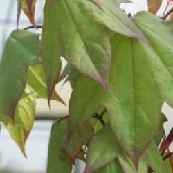 Acer cappadocicum - �rable de Colchide