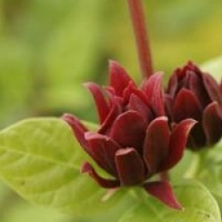 Calycanthus fertilis