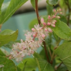 Clethra alnifolia 'Fern Valley Pink'