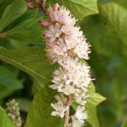 Clethra alnifolia 'Fern Valley Pink'