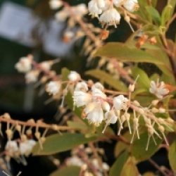 Clethra cavaleriei