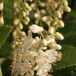 Clethra tomentosa