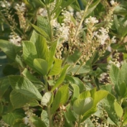Clethra tomentosa