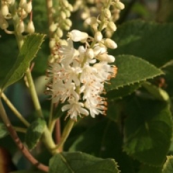 Clethra tomentosa