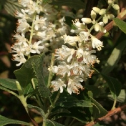 Clethra tomentosa