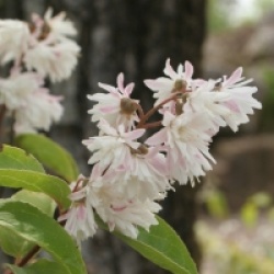 Deutzia scabra 'Plena' - Deutzia scabra Plena