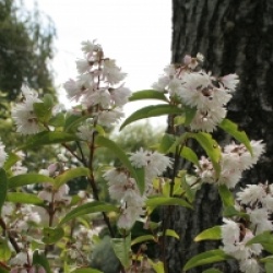 Deutzia scabra 'Plena'