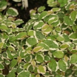 Figuier nain rampant panach�