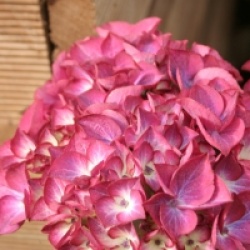 Hydrangea macrophylla 'Red Angel' - Hydrangea macrophylla 'Red Angel'