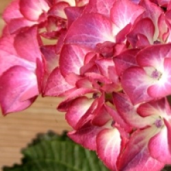 Hydrangea macrophylla 'Red Angel'