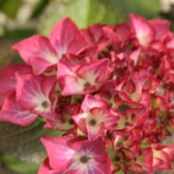 Hydrangea macrophylla 'Red Angel'