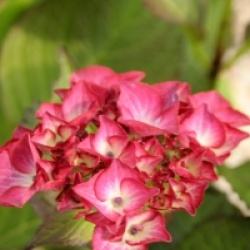 Hydrangea macrophylla 'Red Angel'
