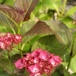 Hydrangea macrophylla 'Red Angel'