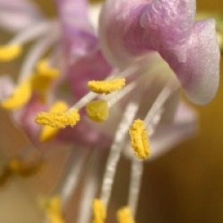 Lonicera standishii 'Budapest' - Ch�vrefeuille Budapest