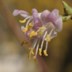Lonicera standishii 'Budapest'