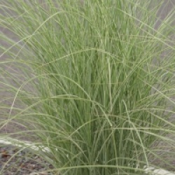 Miscanthus sinensis 'Silberfeder' - Eulalie Silberfeder