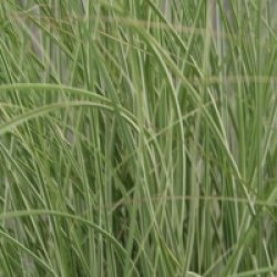 Miscanthus sinensis 'Silberfeder'