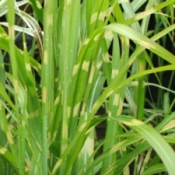 Miscanthus sinensis 'Strictus'