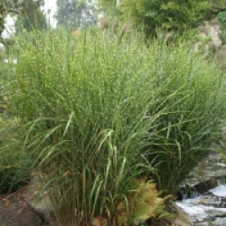 Miscanthus sinensis 'Strictus' - Roseau de Chine z�br�