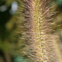 Pennisetum alopecuroides 'Hameln'