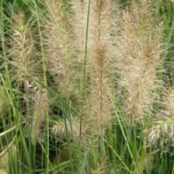 Pennisetum alopecuroides 'Hameln'