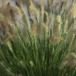 Pennisetum alopecuroides 'Hameln'