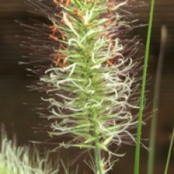 Pennisetum alopecuroides 'Hameln'