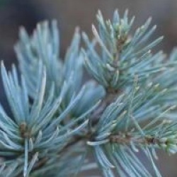 Cedrus atlantica f. glauca