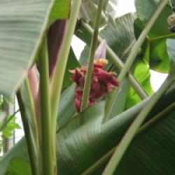 Musa velutina