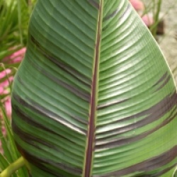 Musa sikkimensis - Bananier de l'Himalaya