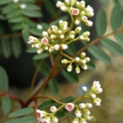 Sorbus 'Pink Pearl' - Sorbus 'Pink Pearl'