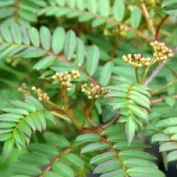 Sorbus 'Pink Pearl'
