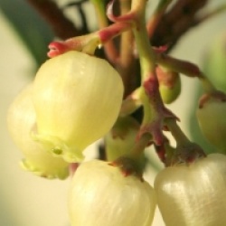 Arbutus unedo 'Quercifolia'