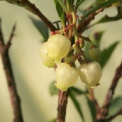 Arbutus unedo 'Quercifolia'