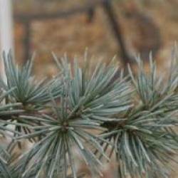 Cedrus atlantica f. glauca