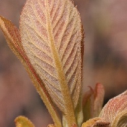 Clethra tomentosa 'Cottendale'