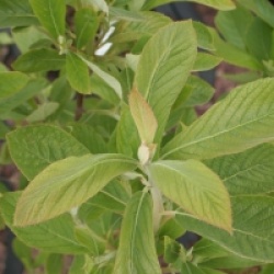 Clethra tomentosa 'Cottendale' - Cl�thra Cottendale