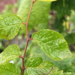 Planera aquatica - Planera aquatica