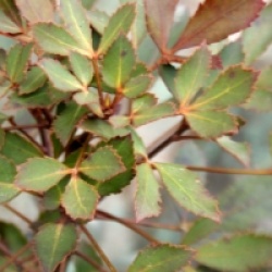 Pseudopanax lessonii 'Rangatira' 