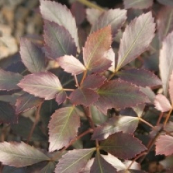 Pseudopanax lessonii 'Rangatira'  - Pseudopanax Rangatira