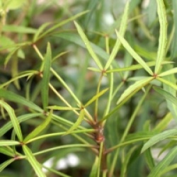 Pseudopanax linearis - Pseudopanax linearis