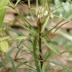 Pseudopanax linearis