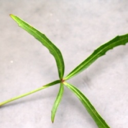 Pseudopanax linearis