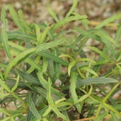 Pseudopanax linearis